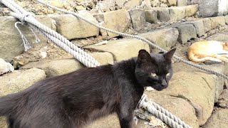 黒猫の散歩についていってみました。