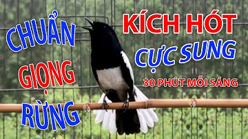 Chòe Than Hót Chuẩn GIỌNG NÚI RỪNG Kích Chòe Than Hót Đấu Luyện Choè than HÓT HAY choe than#choethan
