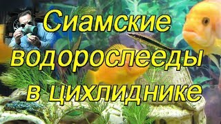 Сиамские водорослееды в цихлиднике (Siamese algaeids in the cichlid)