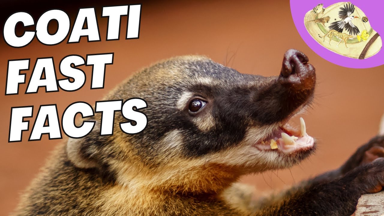 5 Fast Coati Facts Amazing Animals YouTube