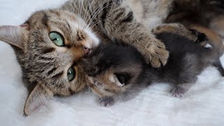 Mother cat Lili holds her kitten and won't let go...