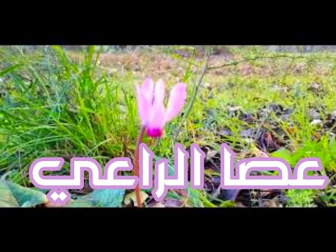 تعرف على نبتة عصا الراعي الزكوكو الزعمطوط بخور مريم كعب الغزال صابونة الراعي الغاسول تاج سليمان