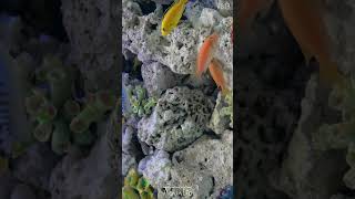 Freshwater tank mimicking a saltwater tank #shorts #breaktime