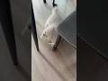 반응속도 개빠른 강아지 #cuteanimals #강아지 #솜뭉치 #dog #puppy #애견영상 #pets #pomeranian #포메 #포메라니안
