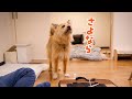 お別れは突然やってきました