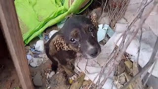Download Lagu Alone, lost and scared, the orphaned puppy struggles with thousands of ticks in his ears MP3 Download Lagu Alone, lost and scared, the orphaned puppy struggles with thousands of ticks in his ears MP3