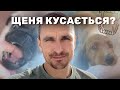 Щеня кусається та псує речі