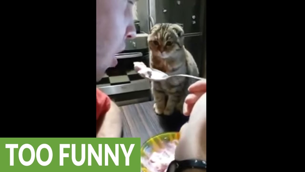 Always hungry cat stalks owner during his meal YouTube