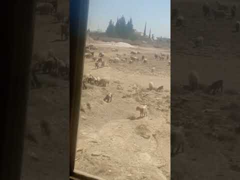 الحمدلله دائما وابدا سبحان الله  ترند يارب فوضت امري اليك سبحان الله  