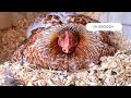 Reality of many broody hens  maternity ward for baby chicks