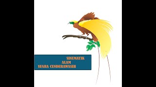 SINNEMATIK SUARA CENDERAWASIH ALAM PAPUA