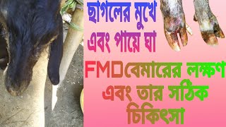 ছাগলের FMD বেমারের লক্ষণ এবং তার সঠিক চিকিৎসা//foot and mouth disease ??? 