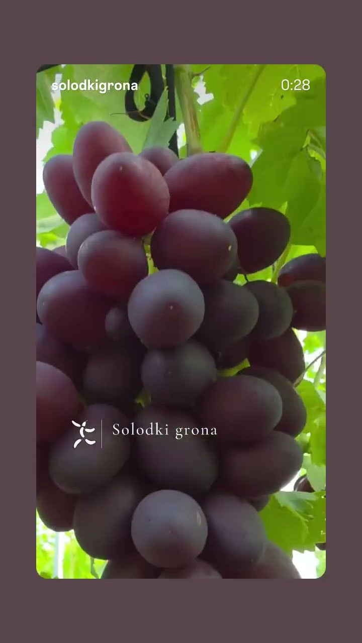 кишмиш Шугра 53 / Ruby rush seedless: відео