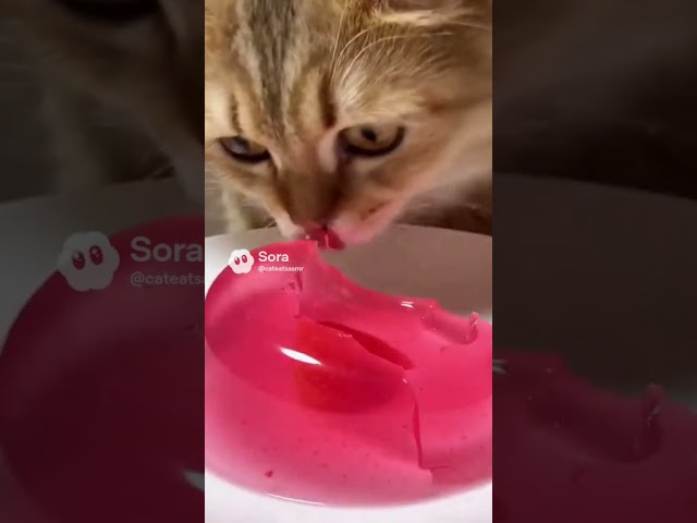 【#ASMR】ぷるぷる苺ゼリーを食べる猫🍓✨ | Cat Eating Strawberry Jelly ASMR #shorts