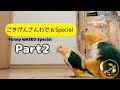 ごきげんさんわせぉSpecial！2【シロハラインコ/caique parrot】