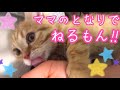【癒し/relaxed】子猫の茶々くんがママの隣で遊びながらだんだん寝ちゃうのが可愛すぎる【短足マンチカン】Cute munchkin kittens are getting sleepy.