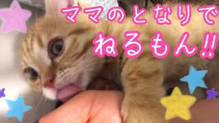 【癒し動画】短足マンチカンの子猫茶々がママの隣で遊びながらだんだん寝ちゃうのが可愛すぎる！！【日刊ねこもふ生活】