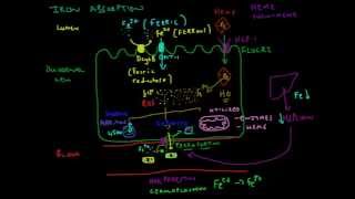 Iron Absorption Explained