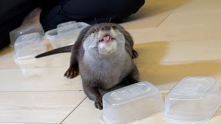 An otter and a cat, each misaligned in their efforts. by ma ko 6,192 views 6 days ago 3 minutes, 56 seconds