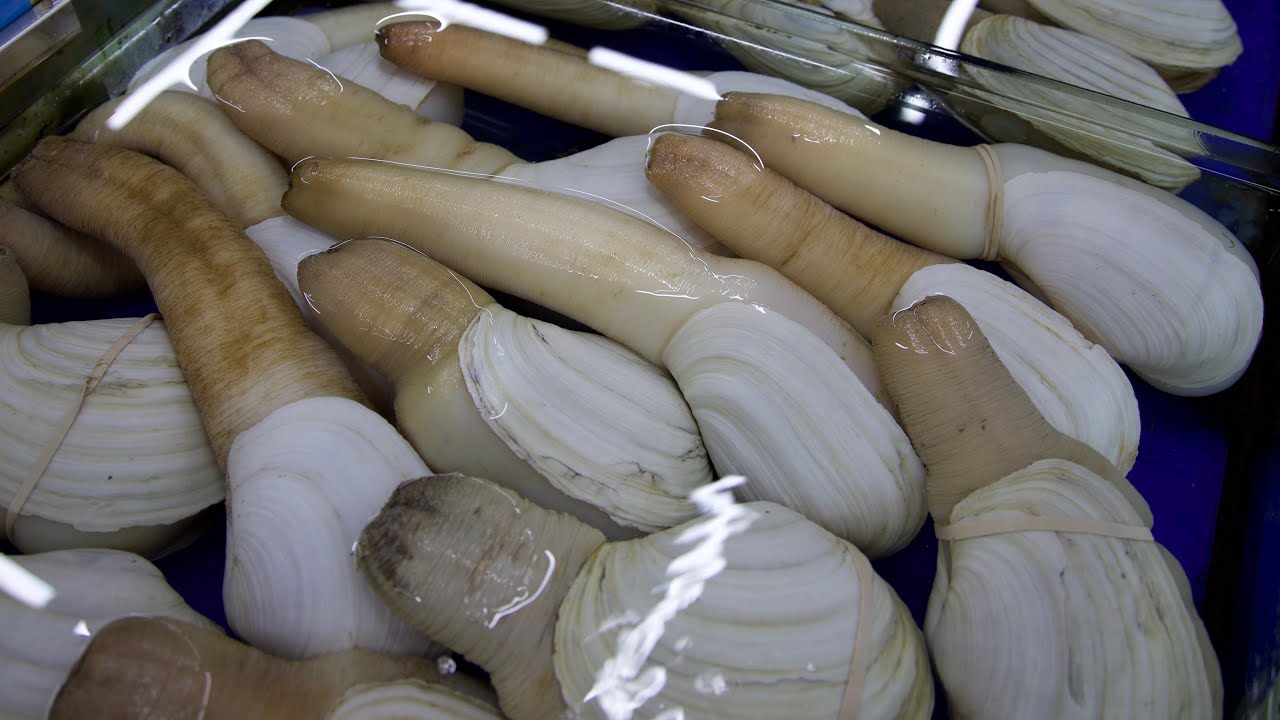 DAS GLIED DES MEERES