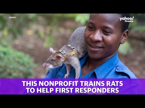 Video: Pet Rats: Mann eller Kvinne?