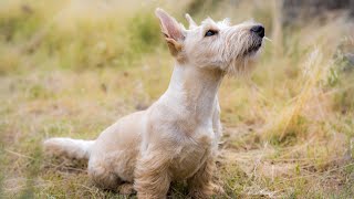 The Scottish Terrier, also known as the Scottie by Scottish Terrier USA 41 views 1 month ago 3 minutes, 38 seconds