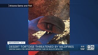 Although the bush fire in tonto national forest is nearly contained,
arizona game and fish tells abc15 that real work for them about to
begin.
