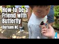 How to be friend with butterfly