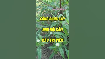 CÔNG DỤNG CÂY NHỌ NỒI CẦM MÁU TRỊ VIÊM #dinhduong #dexuatyoutube #health #baithuocdangian #short