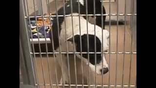 Beautiful Kona A780938