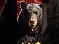 Néha a legegyszerűbb igazságok a legfontosabbak 🌷🧸 Boldog Nőnapot! #comedy #medve #magyarhumor 🌦️🌲🍎🐻