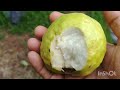 AGRI FARM , ALUVA-2 #agriculture #farming