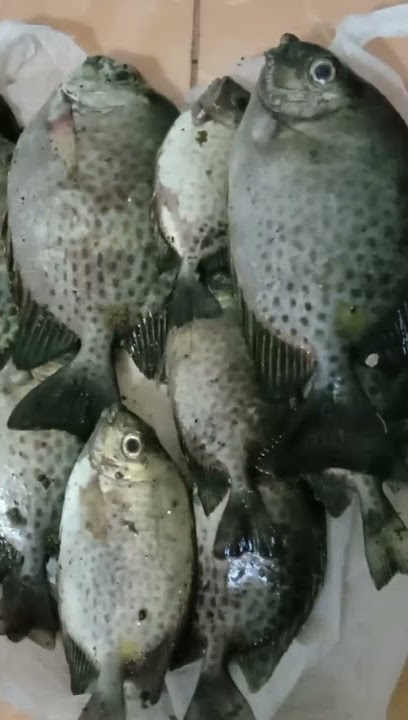 status wa mancing mania