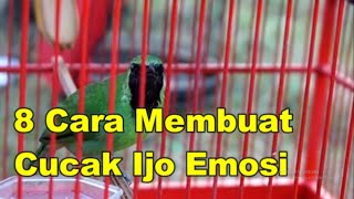 8 Cara Membuat Cucak Ijo Emosi