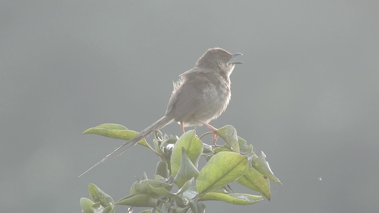 Grey Breasted Prinia 