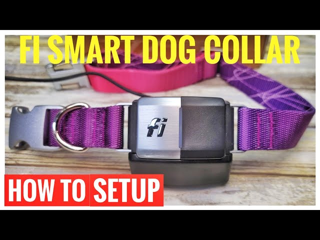 Otis  Fi Smart Dog Collar