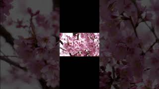 "Falling like Petals"