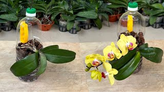 Grow Orchids Like This! Plants Immediately Grow Many Blooms And Do Not Rot