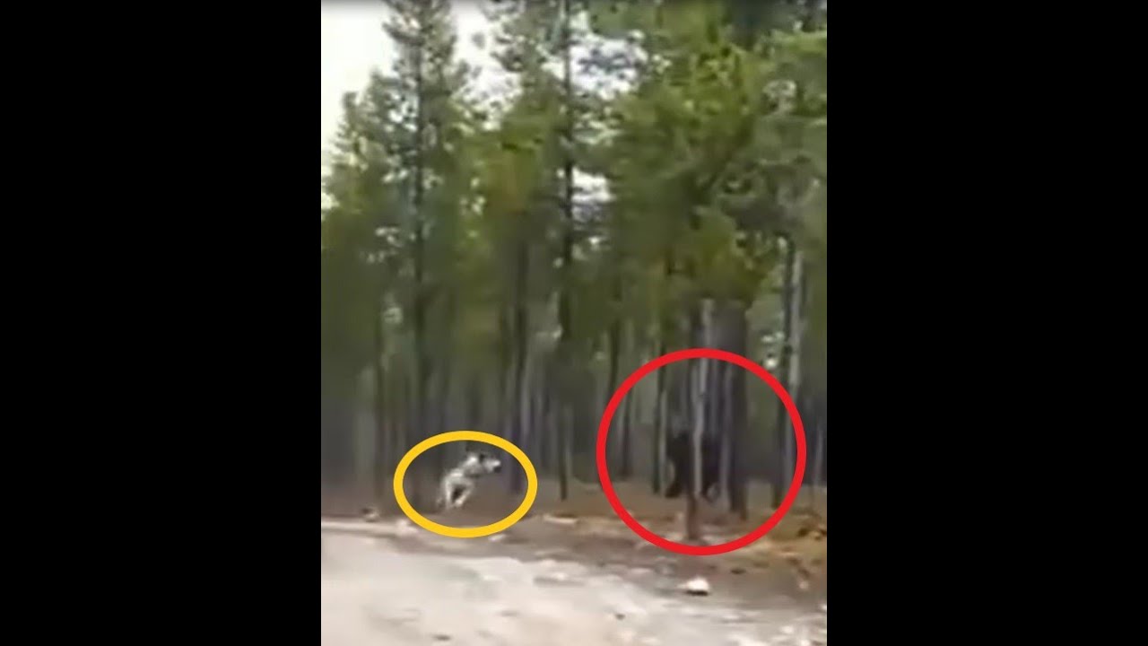 A giant black creature attacking the dog .A giant black wolf attacking