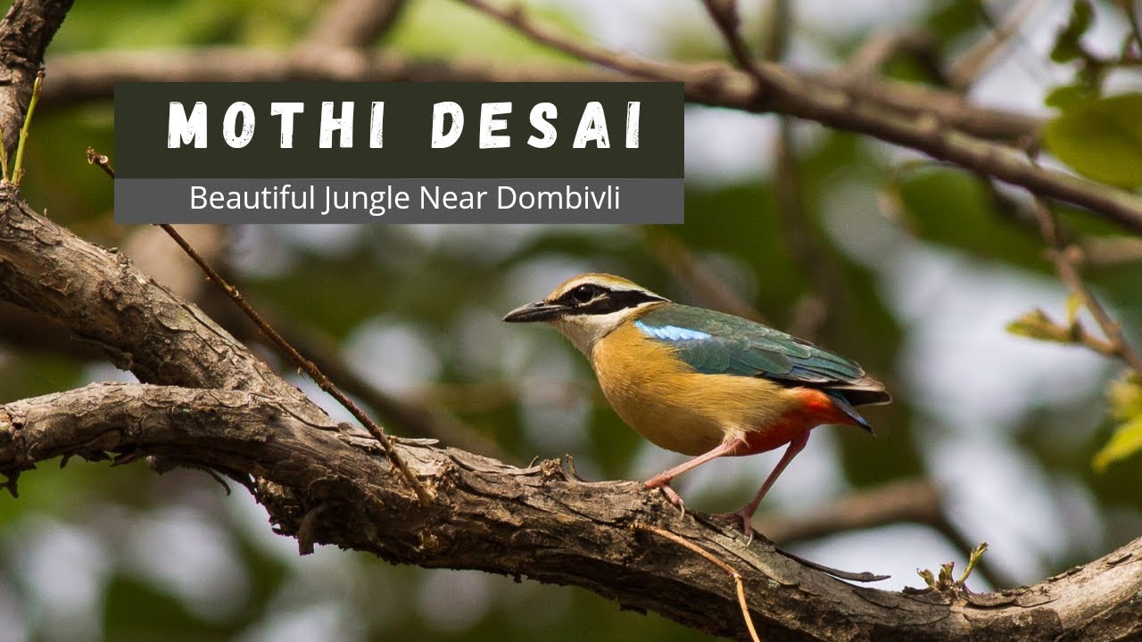 Mothi Desai Village  Beautiful Jungle Near Dombivli  Bird watching near Dombivli