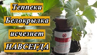 БЕЛОКРЫЛКА(БЕЛАЯ МУШКА) ИСЧЕЗНЕТ НАВСЕГДА. 100% РЕЗУЛЬТАТ