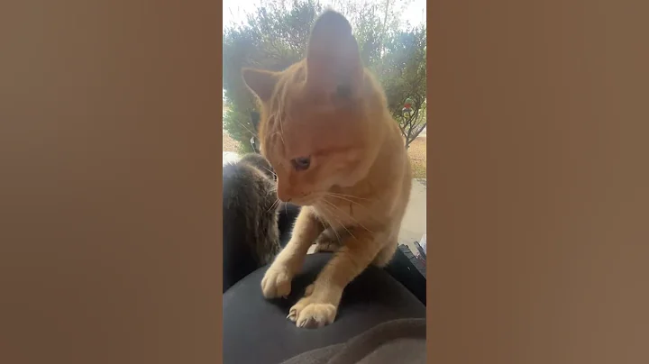 Video 8162611: cats baby animals pets, funny cat usa pets, cat growing