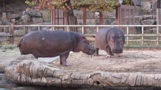 Fighting Hippos