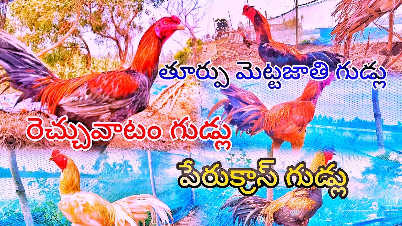 బీమవరంబ్రీడ్ తూర్పు మెట్టజాతిగుడ్లు గ్యారింటి బ్రీడ్ ఒరిజినల్ 