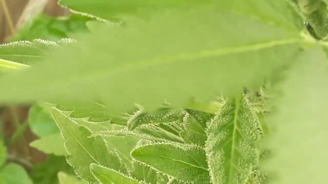 3 meses ...OG kush, OG x AK-47 e Blue dreams