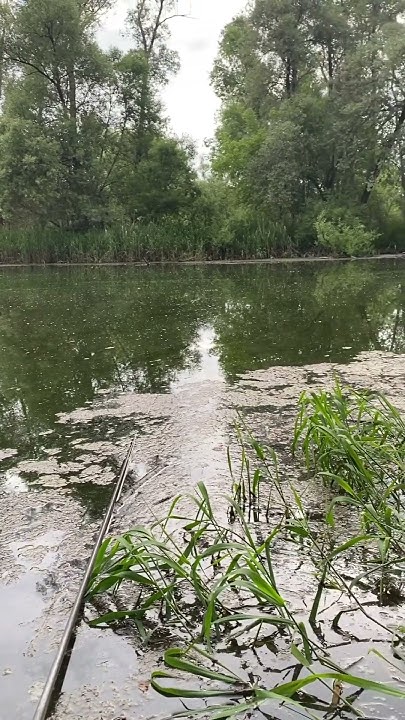 Штиль, ветер молчит🎣 #рыбалка2024 #карась #штиль - YouTube