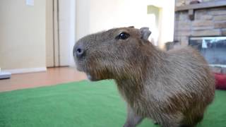 Capybara Eating Yogurt