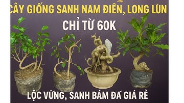 12/11/2025  Sanh nam điền Long lùn giá chỉ từ 60k , Lộc vừng bonsai sanh bám đá giá rẻ