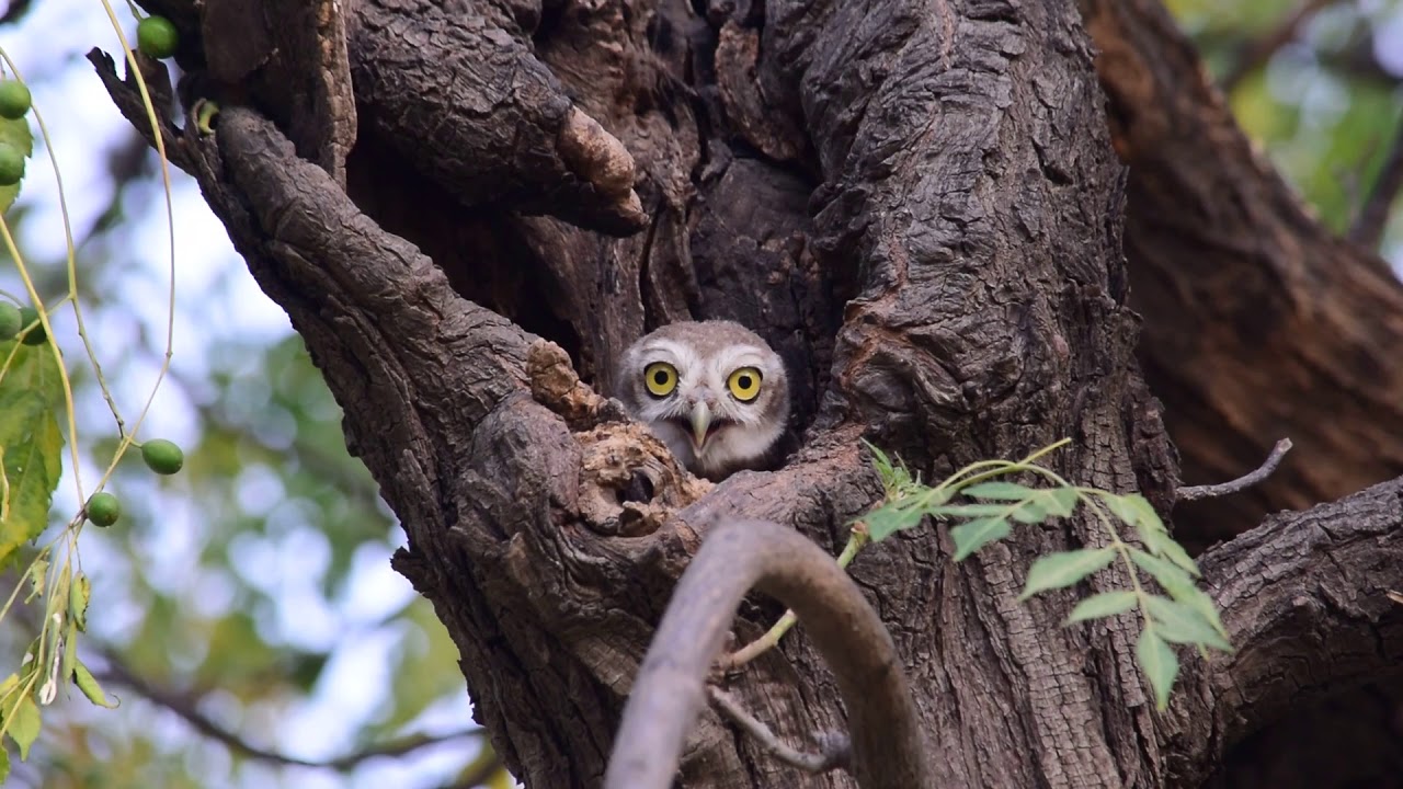 Baby Spotted Owlet
