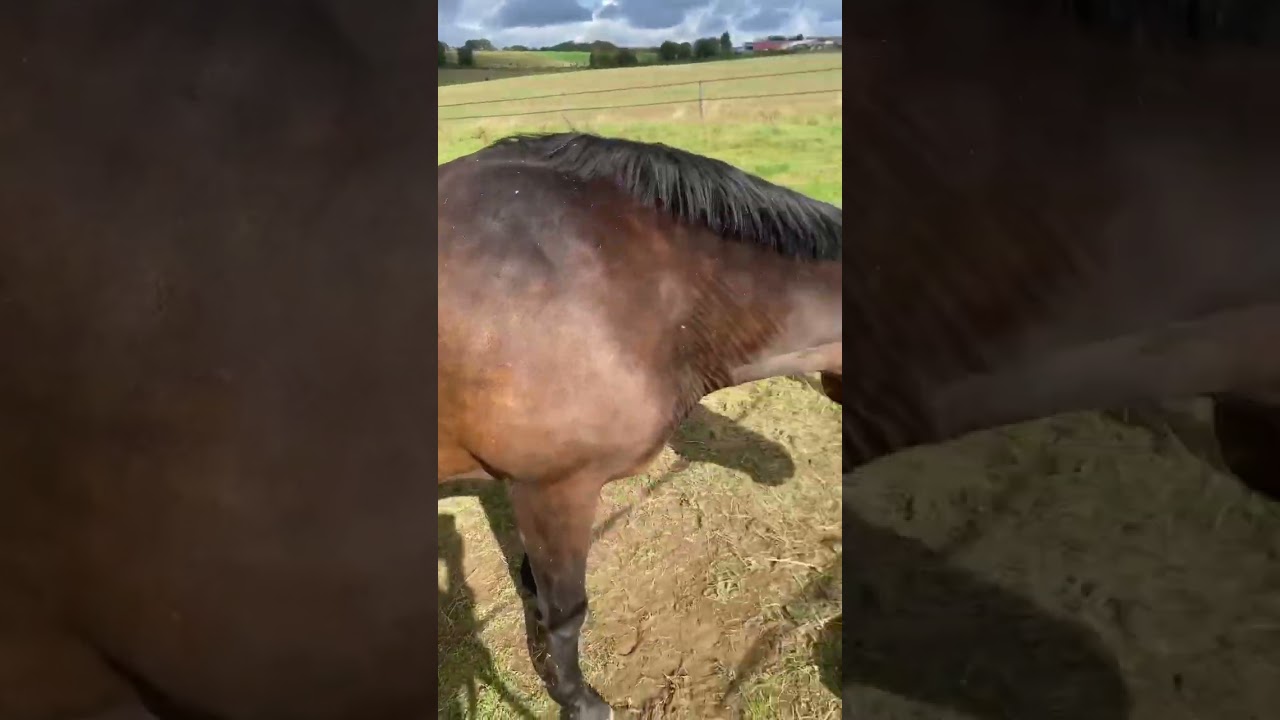 FMA im Stall - Mit Welpe! So sieht der Stallalltag aktuell aus… 